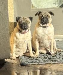 Lost Female Dog last seen Rainbow Blvd and Oakey Blvd, Las Vegas, NV 89146