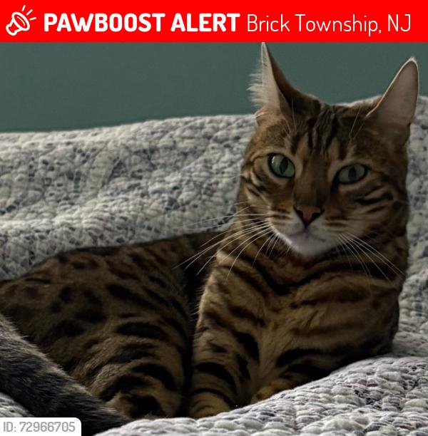Lost Female Cat last seen Blake Circle, Brick Township, NJ 08724