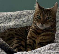 Lost Female Cat last seen Blake Circle, Brick Township, NJ 08724