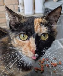 Found/Stray Female Cat last seen Flea Market on Augusta Highway, Columbia, SC 29223
