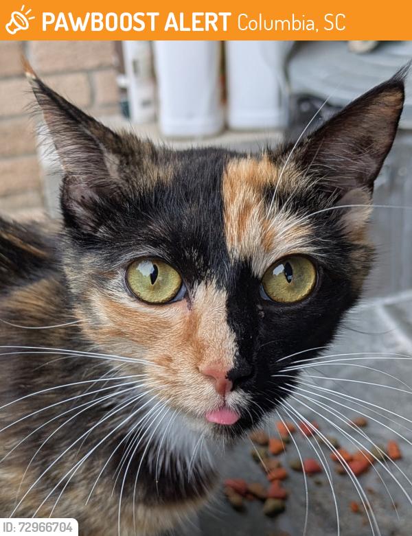 Found/Stray Female Cat last seen Flea Market on Augusta Highway, Columbia, SC 29223