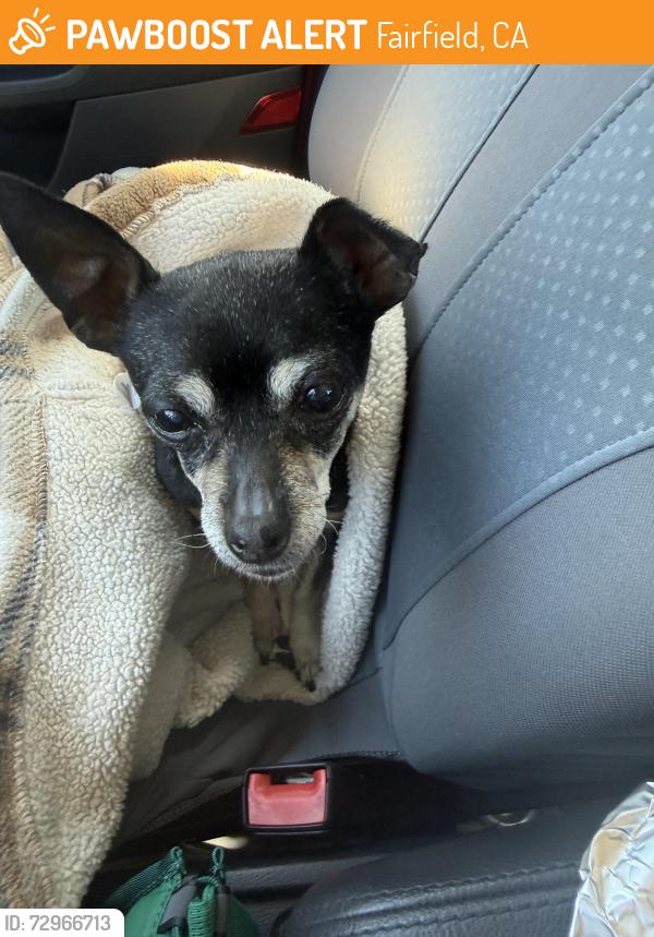 Found/Stray Female Dog last seen Travis and Pennsylvania in Fairfield CA, Fairfield, CA 94533