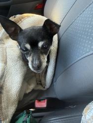 Found/Stray Female Dog last seen Travis and Pennsylvania in Fairfield CA, Fairfield, CA 94533