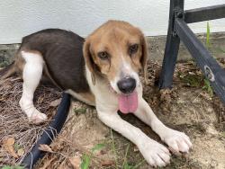 Found/Stray Male Dog last seen Hwy 95-A and Meharg street , Molino, FL 32577