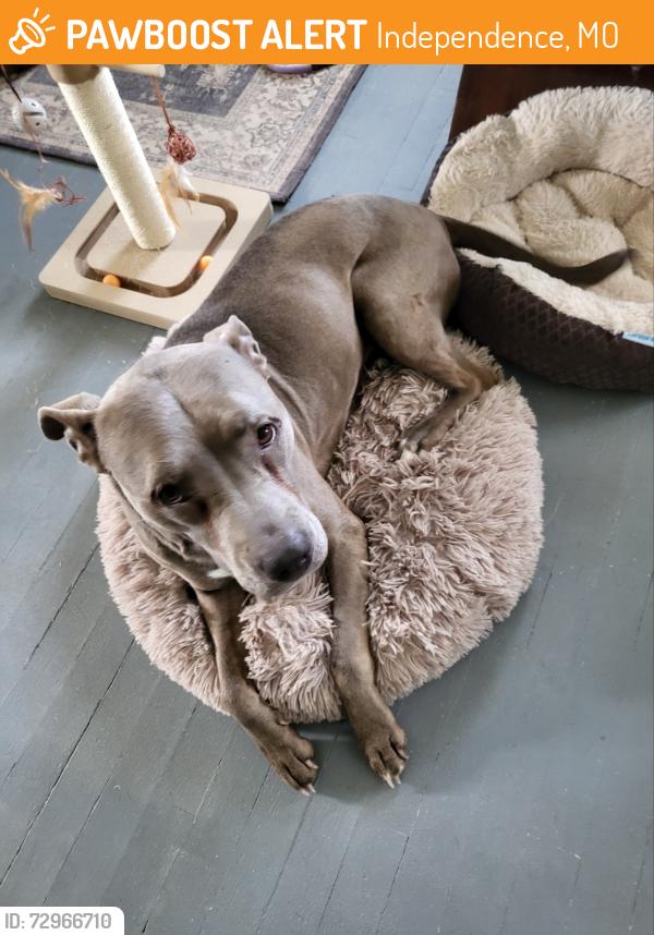 Found/Stray Female Dog last seen Near MO-78, Independence, MO 64057, Independence, MO 64057