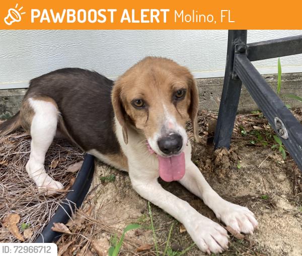 Found/Stray Male Dog last seen Hwy 95-A and Meharg street , Molino, FL 32577