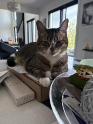 Reunited Male Cat last seen Ashwood Park / Ashwood Road, Honey Locust & Teak Circle (near pond), Naperville, IL 60564