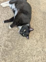 Lost Male Cat last seen School road Asheville NC, Asheville, NC 28803