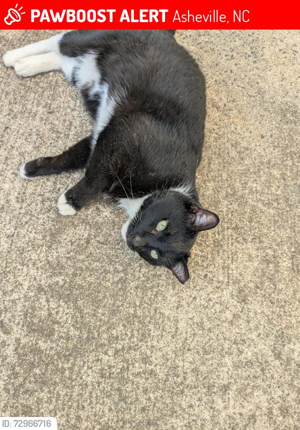 Lost Male Cat last seen School road Asheville NC, Asheville, NC 28803