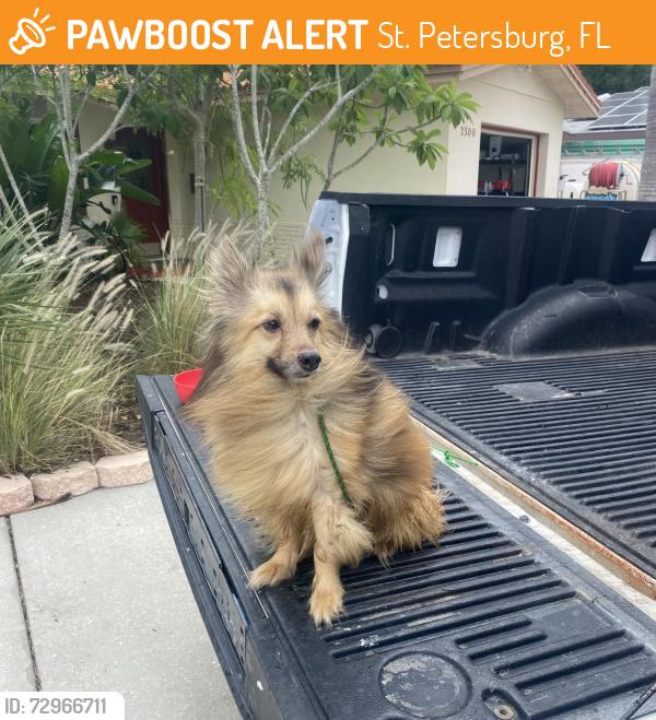 Found/Stray Unknown Dog last seen Madrid way south, St. Petersburg, FL 33712