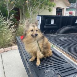 Found/Stray Unknown Dog last seen Madrid way south, St. Petersburg, FL 33712