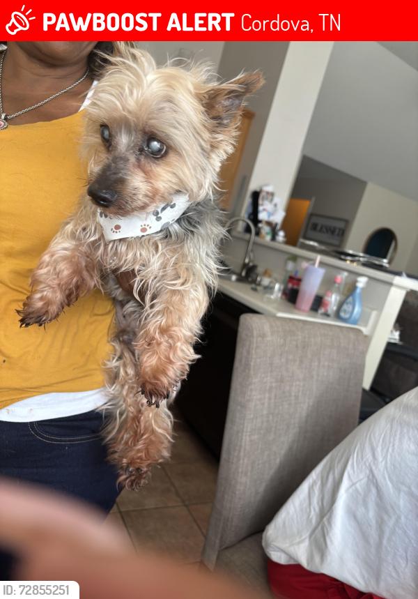 Lost Male Dog last seen Amberly way dr / bridge water, Cordova, TN 38018