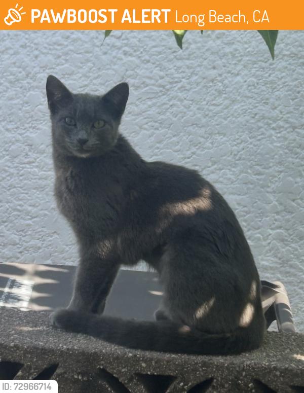 Found/Stray Female Cat last seen 64th and grant elementary , Long Beach, CA 90805