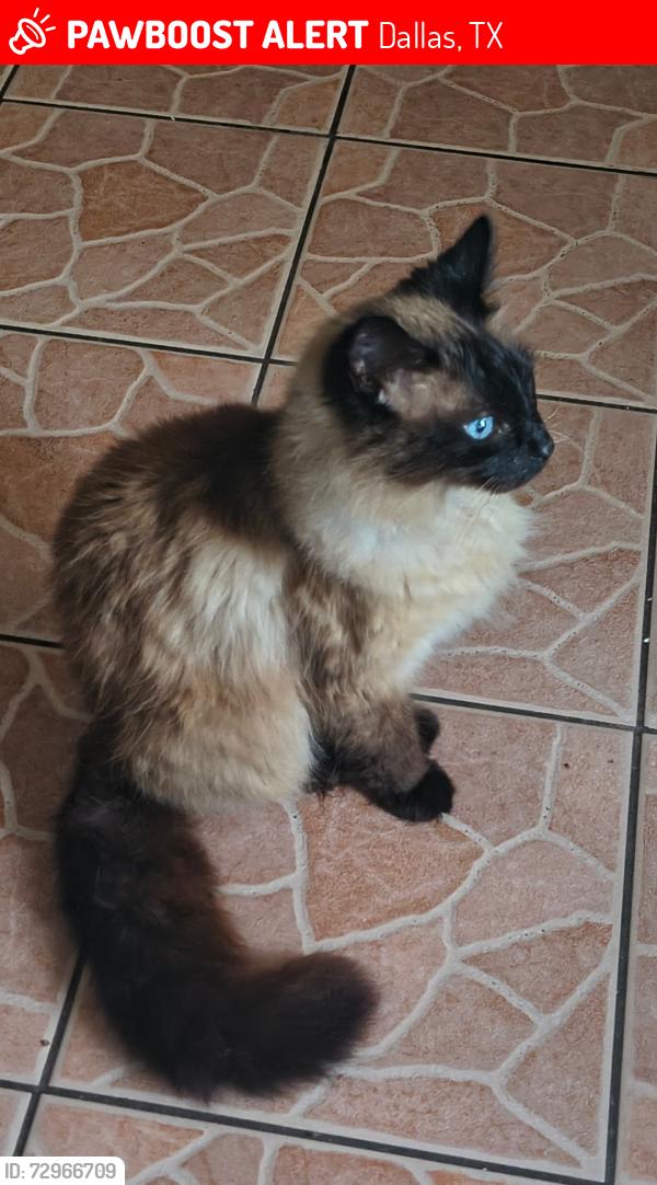 Lost Male Cat last seen Davis st, woodlawn ave, cedar hill ave, Dallas, TX 75208