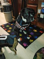 Lost Male Dog last seen 9th st and Ave H , Dickinson, TX 77539