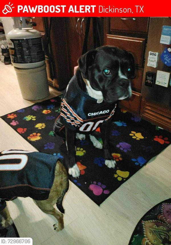 Lost Male Dog last seen 9th st and Ave H , Dickinson, TX 77539