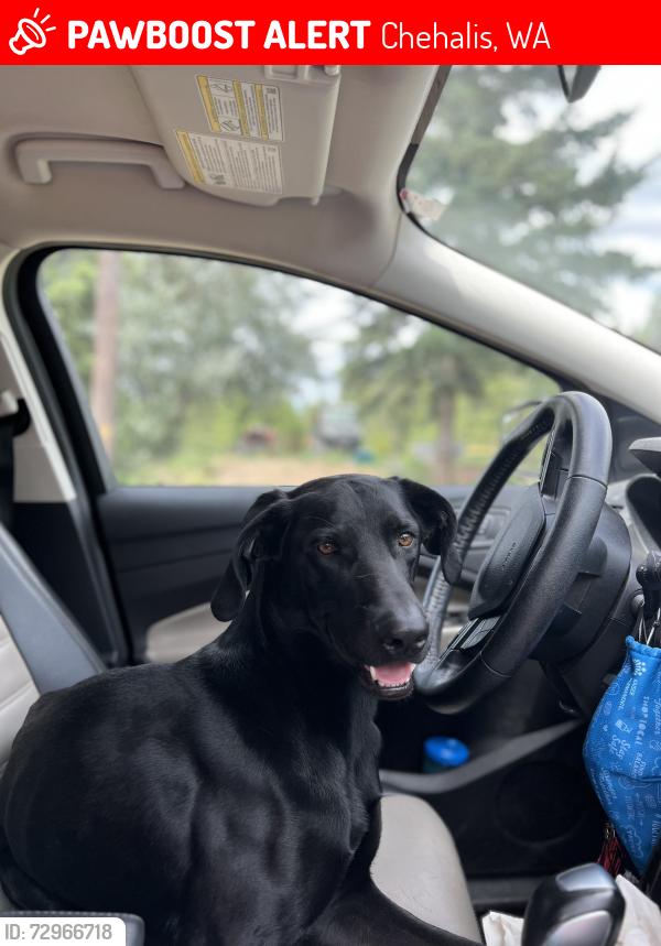 Lost Male Dog last seen Prospect st , Chehalis, WA 98532