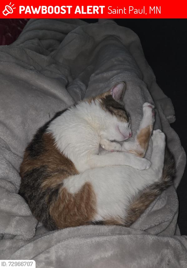 Lost Female Cat last seen University Ave W.  and Syndicate Ave, Saint Paul, MN 55104