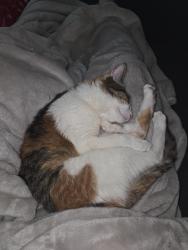 Lost Female Cat last seen University Ave W.  and Syndicate Ave, Saint Paul, MN 55104