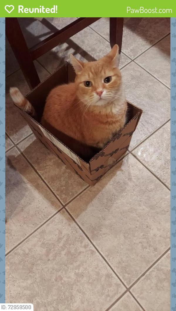 Reunited Male Cat last seen Sycamore St, Somerville, MA 02143