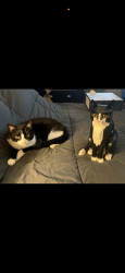 Lost Male Cat last seen Near byrum blvd, Joliet, IL 60431