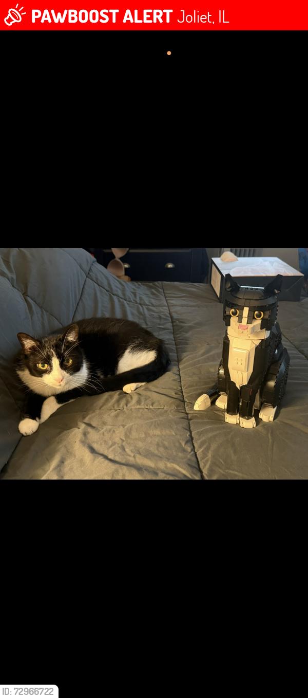 Lost Male Cat last seen Near byrum blvd, Joliet, IL 60431