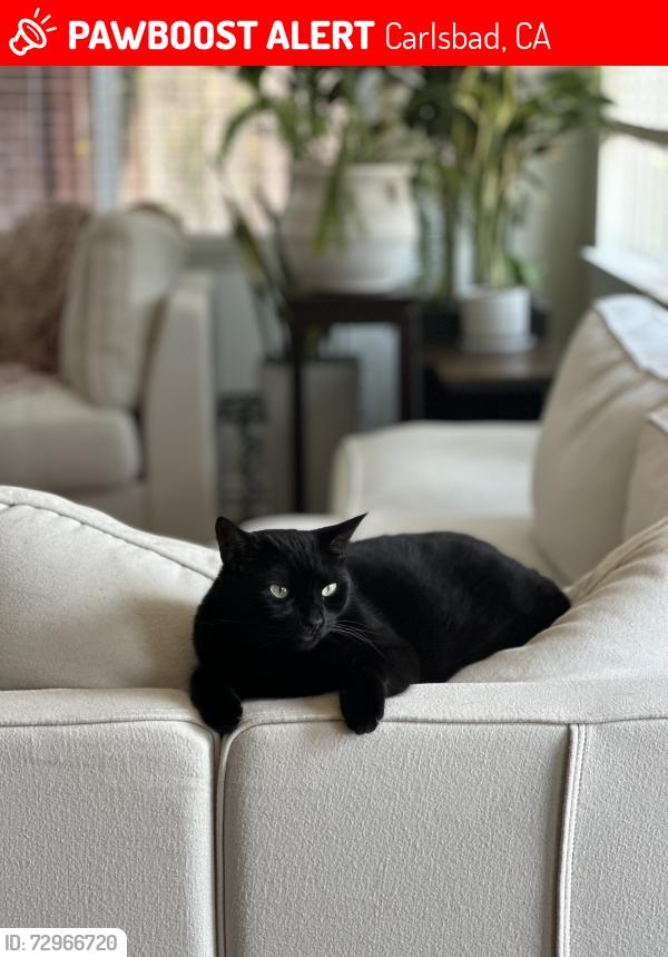 Lost Female Cat last seen Rich Field Dr, Carlsbad, CA 92010