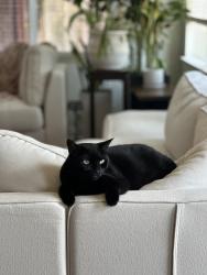 Lost Female Cat last seen Rich Field Dr, Carlsbad, CA 92010