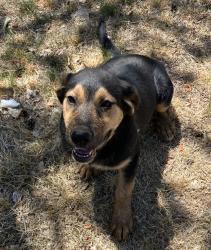 Found/Stray Female Dog last seen Green Valley Rd near Guadalupe Trail, Los Ranchos de Albuquerque, NM 87107