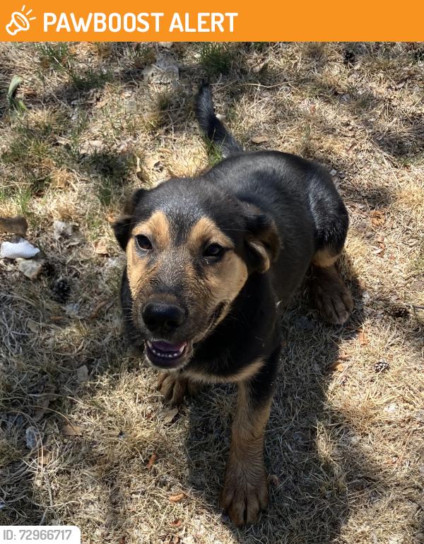 Found/Stray Female Dog last seen Green Valley Rd near Guadalupe Trail, Los Ranchos de Albuquerque, NM 87107