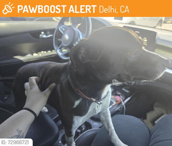 Found/Stray Male Dog last seen Hinton avenue delhi california , Delhi, CA 95315