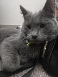 Found/Stray Male Cat last seen Centro, Aurora, CO 80012
