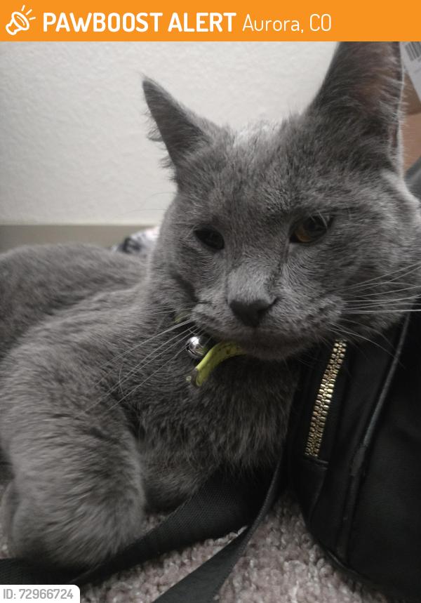 Found/Stray Male Cat last seen Centro, Aurora, CO 80012