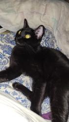 Reunited Female Cat last seen Young st off of dublin, and Oxford st !, Halifax, NS B3L 2A2