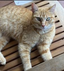 Lost Female Cat last seen Cypress Grove/ Magnolia Ridge/ Tiki Village area, Tavares, FL 32778