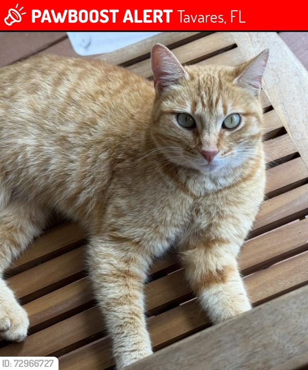 Lost Female Cat last seen Cypress Grove/ Magnolia Ridge/ Tiki Village area, Tavares, FL 32778
