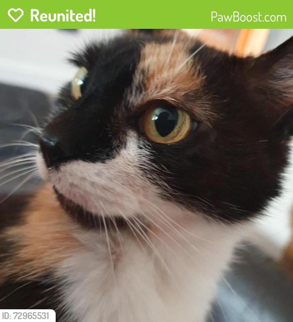 Reunited Female Cat last seen The square , West Midlands, England WV2