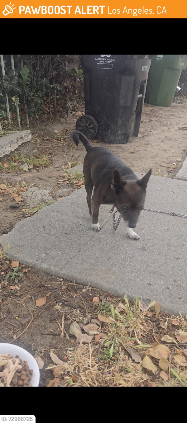 Found/Stray Male Dog last seen 78th and Stanford, Los Angeles, CA 90001