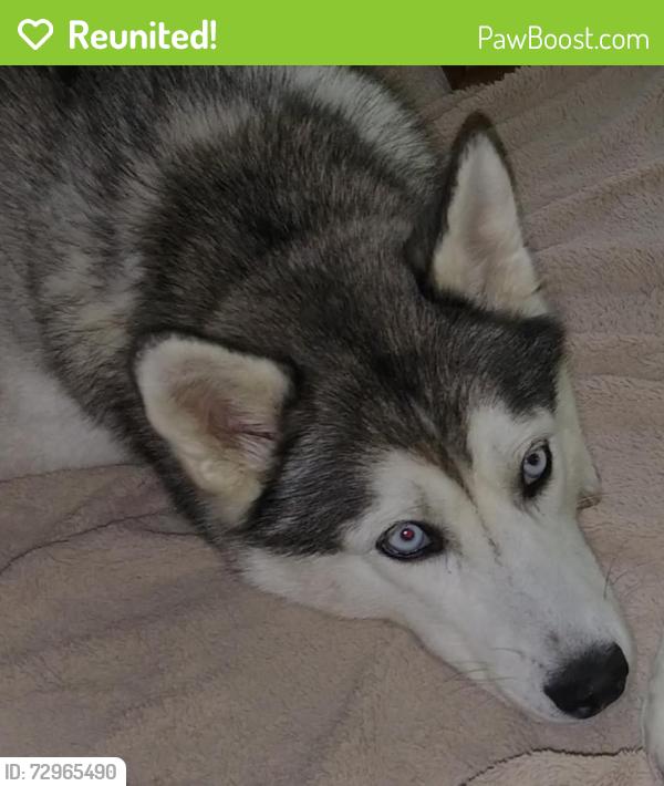 Reunited Female Dog last seen Lost Mans Ln & Arlington Rd, Bloomington, IN 47404