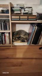 Lost Female Cat last seen Tigua Rd and Horseshoe Lane, Pine City, MN 55063
