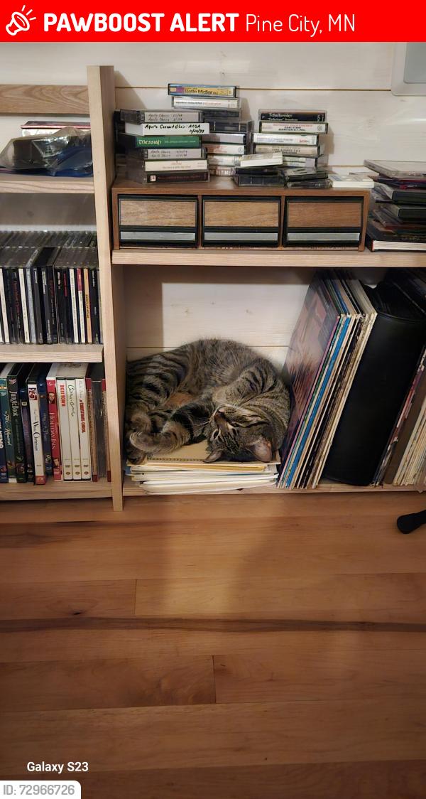 Lost Female Cat last seen Tigua Rd and Horseshoe Lane, Pine City, MN 55063