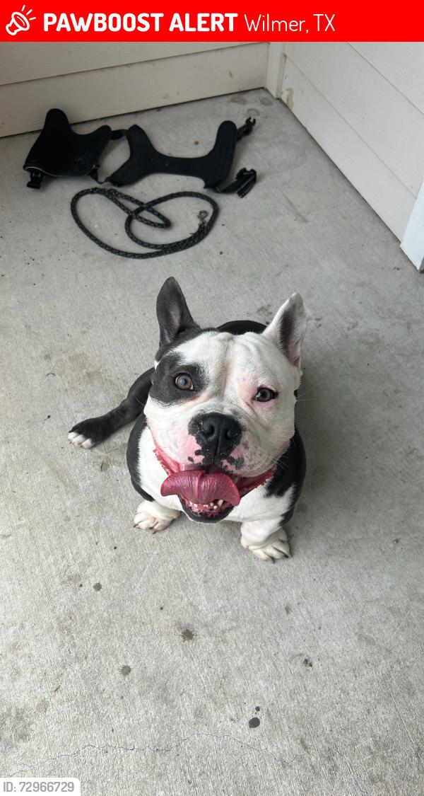 Lost Male Dog last seen Liberty crossing at market place apmts , Wilmer, TX 75172
