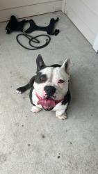 Lost Male Dog last seen Liberty crossing at market place apmts , Wilmer, TX 75172