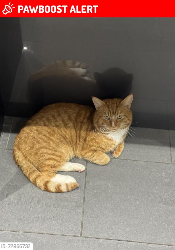 Lost Male Cat last seen Picton Clock , Merseyside, England L15