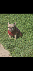 Lost Male Dog last seen Emerald st , Riverside, CA 92504