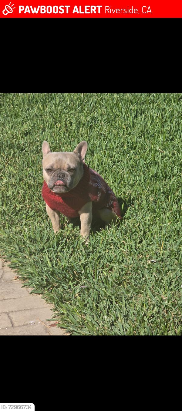 Lost Male Dog last seen Emerald st , Riverside, CA 92504