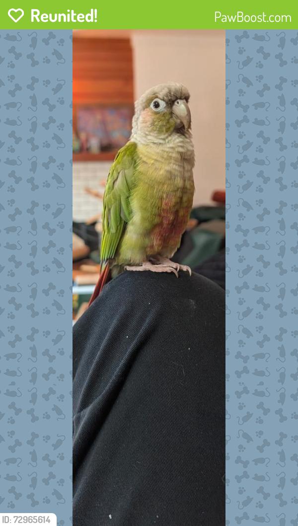 Reunited Male Bird last seen On milroy st sw & Harrison in Olympia, Olympia, WA 98502
