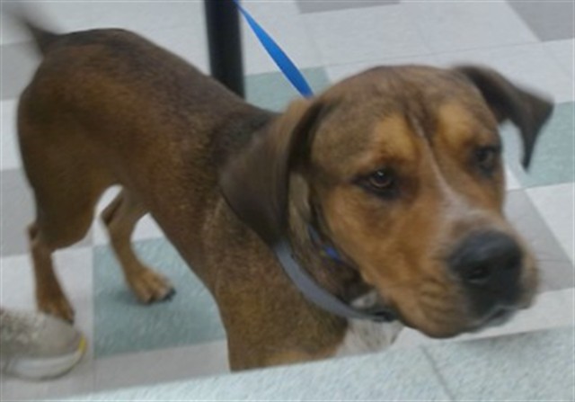 Shelter Stray Male Dog last seen NE 19TH AND MLK BLVD, Oklahoma City, OK 73129