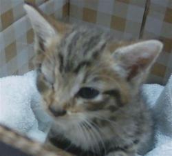 Shelter Stray Unknown Cat last seen OLD MOULTON ROAD AND SADDLE BACK TRAIL, Land O' Lakes, FL 34638