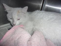 Shelter Stray Female Cat last seen , Los Angeles, CA 91405